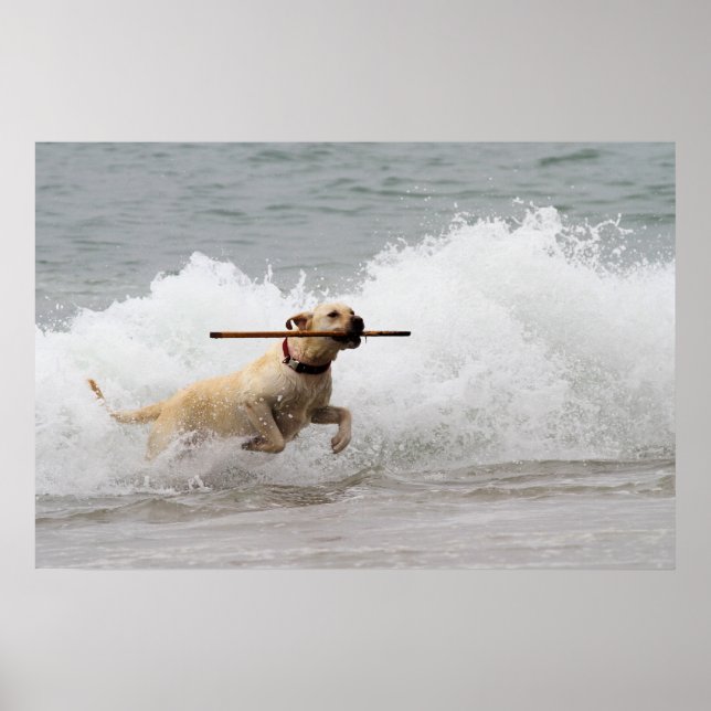 Poster Labrador - Amarelo - Vá Buscar! (Frente)