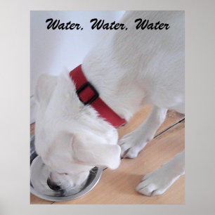 Poster Labrador Branco Cachorro Bebendo Água