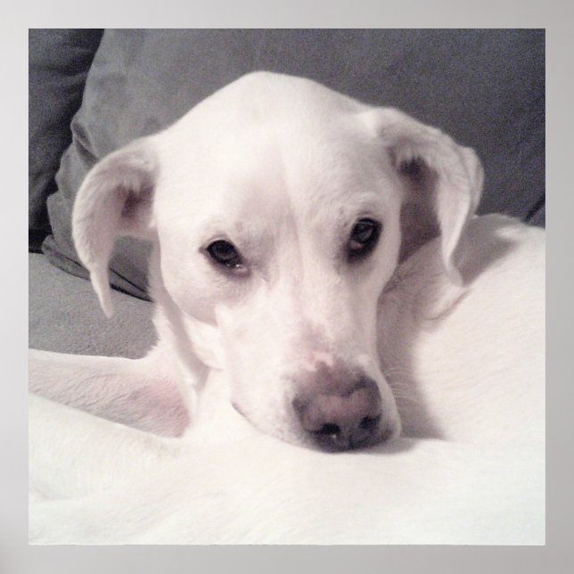 Poster Labrador Branco e Bonito Sentado na Cinza do sofá (Frente)