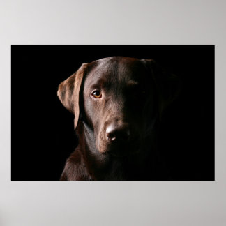 Poster Labrador de chocolate impressionante