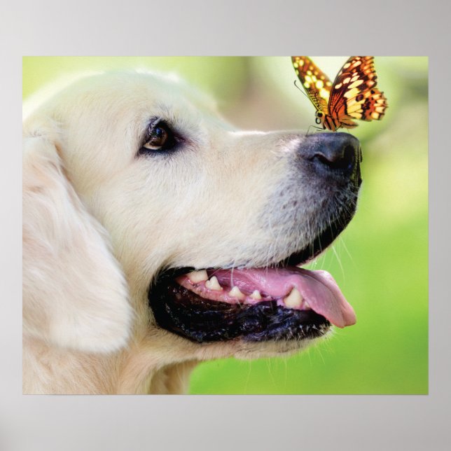 Poster Labrador E Travesseiro decorativo De Borboleta (Frente)
