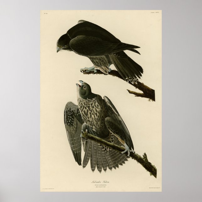 Poster Labrador Falcon das Aves da América de Audubon (Frente)