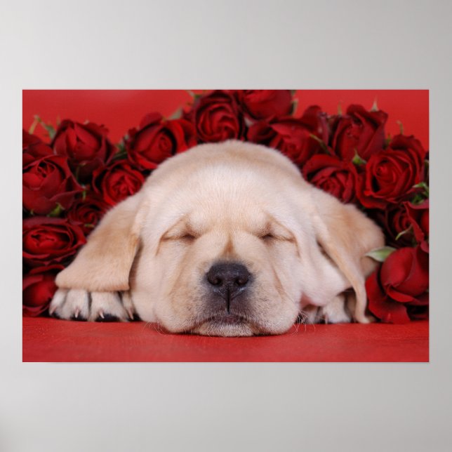 Poster Labrador filhote e rosas (Frente)