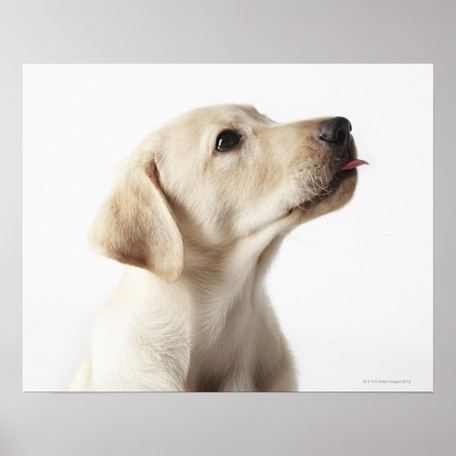 Poster Labrador louro filmando língua (Frente)