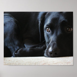 Pôster Labrador preto