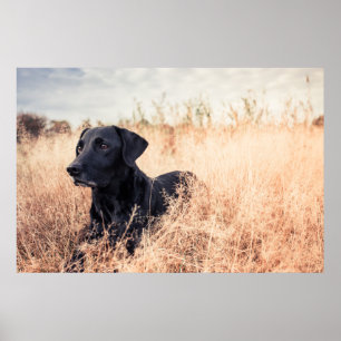 Poster Labrador Preto De Grama Seca