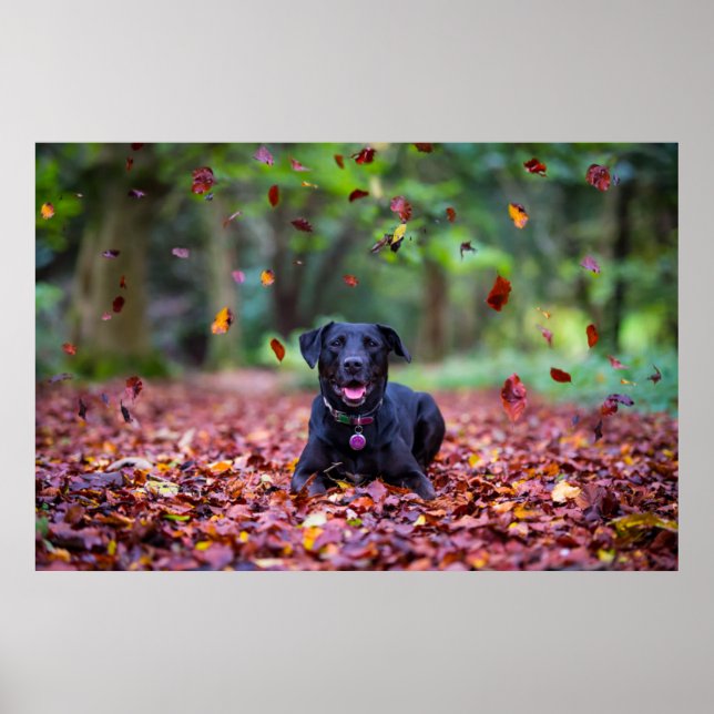 Poster Labrador preto em folhas de outono (Frente)