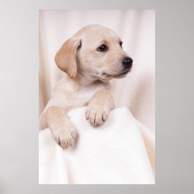 Poster Labrador Puppy (Frente)