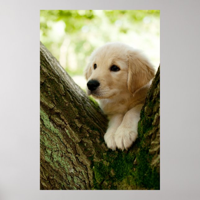 Poster Labrador Puppy Sentado Em Um Cenário De Madeira (Frente)