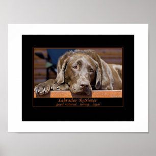 Pôster Labrador retriever