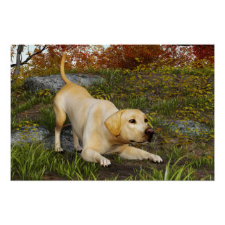Pôster Labrador Retriever Amarelo Faz uma Reverência em B