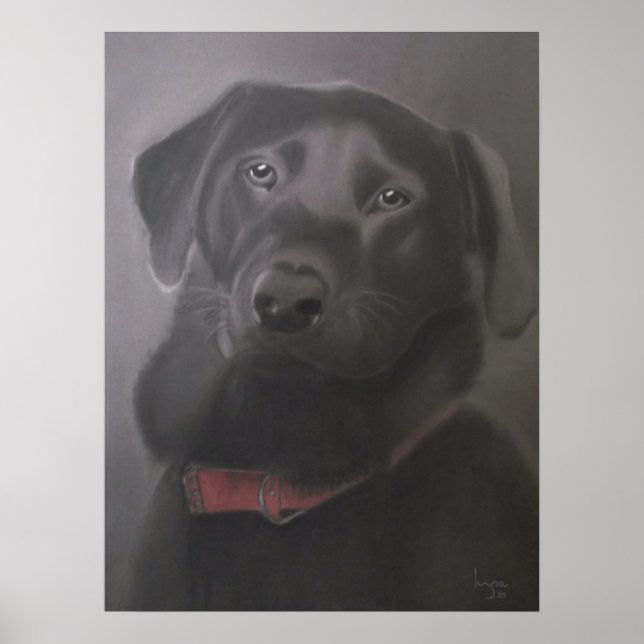 Poster Labrador Retriever Beautiful (Frente)