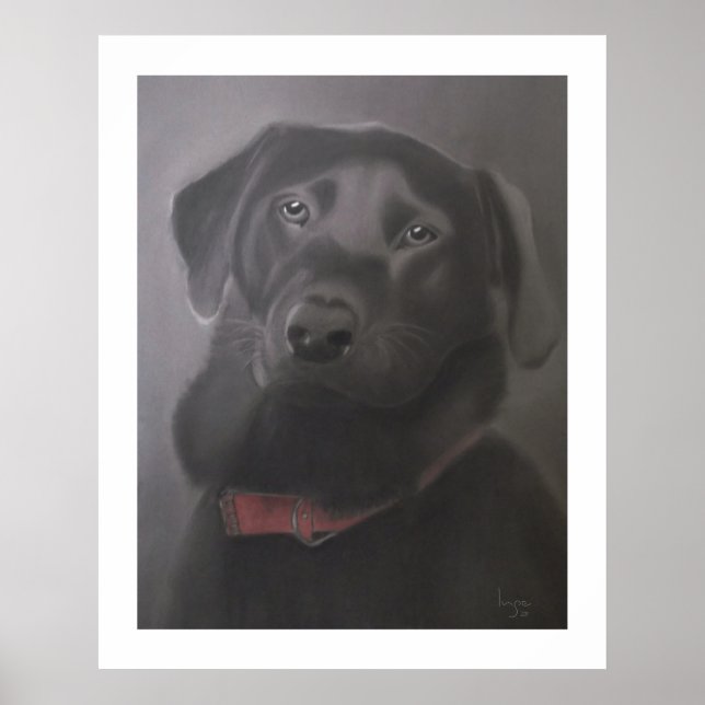 Pôster Labrador Retriever Beautiful 24" x 30" (Frente)