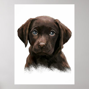 Poster Labrador Retriever Chocolate