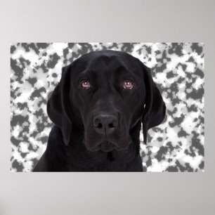 Poster Labrador retriever preto
