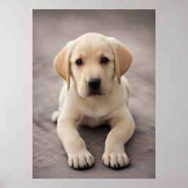 Poster Labrador Retriever Puppy