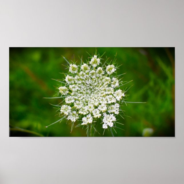 Poster Lace da Rainha Anne, (Frente)