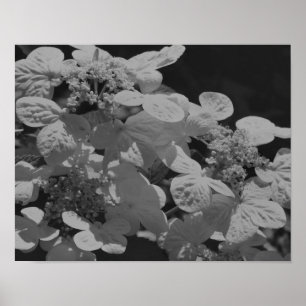Poster Lacecap Hidrangea Flor Preto E Branco