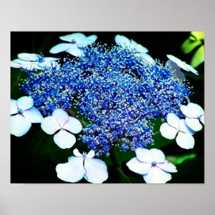 Poster Lacecap Hydrangea Flor Fechar