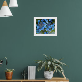 Poster Lacecap Hydrangea Floral Fotografia