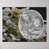 Lacecap Hydrangea Flower Crie a sua própria foto