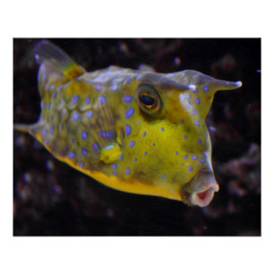 Pôster Lactoria cornuta