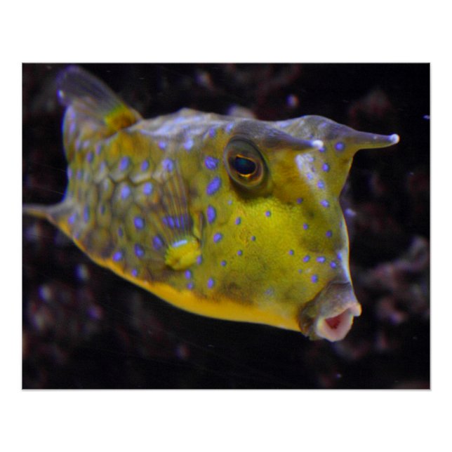 Pôster Lactoria cornuta (Frente)