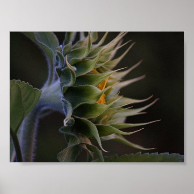 Pôster Lado De Girassol (Frente)