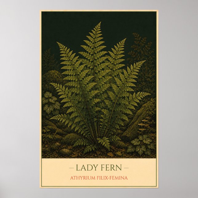 Poster Lady Fern – Vintage Botanical Illustration (Frente)