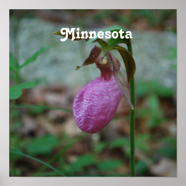 Pôster Lady Slipper (Frente)