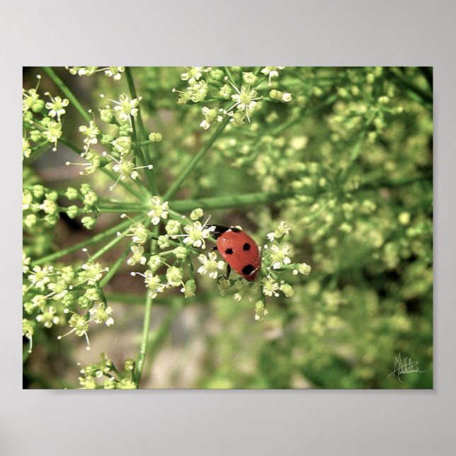 Pôster Ladybird [Impressão de Arte] (Frente)