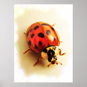 Poster Ladybug