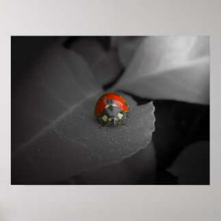 Pôster Ladybug