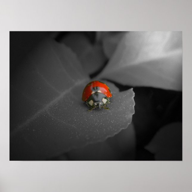 Pôster Ladybug (Frente)