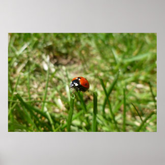Poster Ladybug