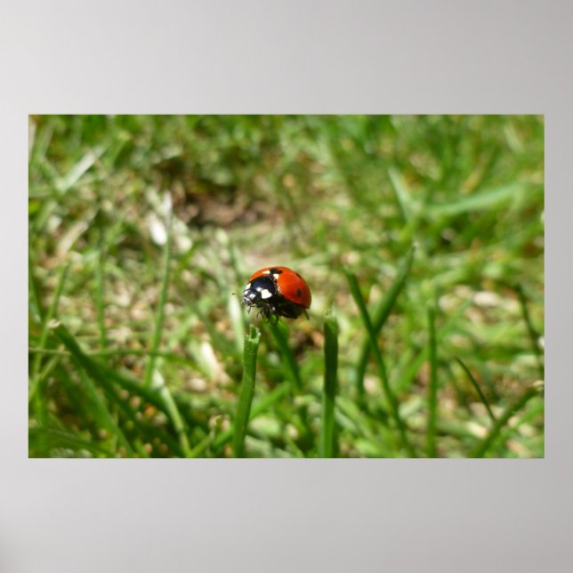 Poster Ladybug (Frente)