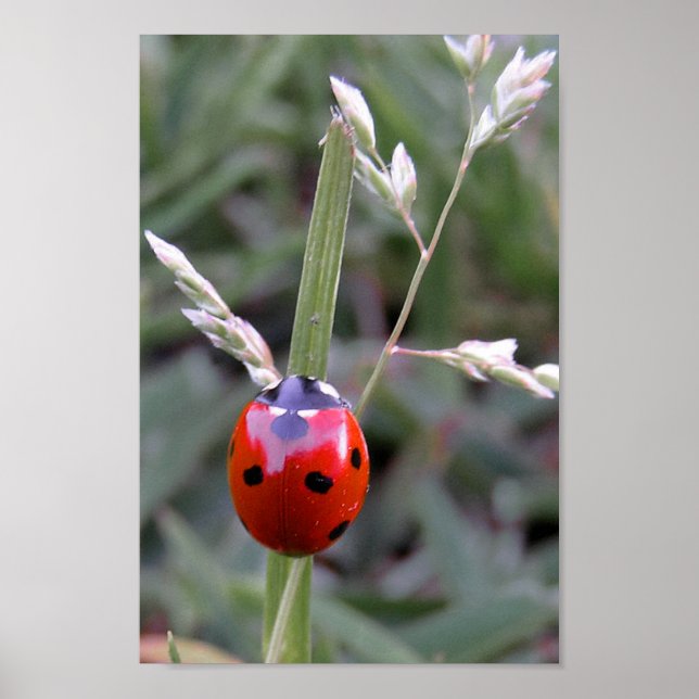 Poster Ladybug (Frente)