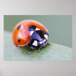 Pôster Ladybug