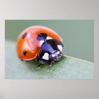 Pôster Ladybug