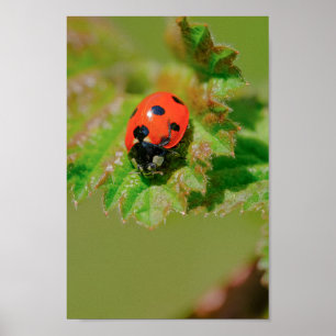 Poster Ladybug