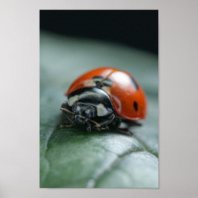 Poster Ladybug (Frente)