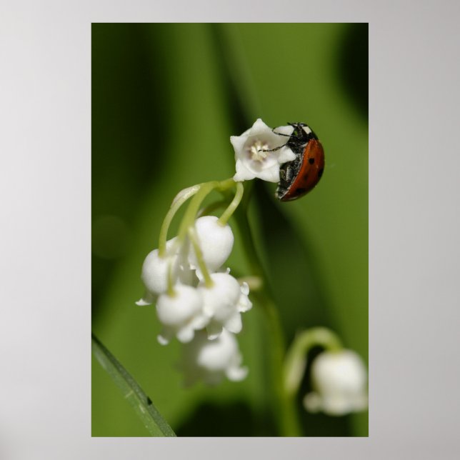 Pôster Ladybug (Frente)