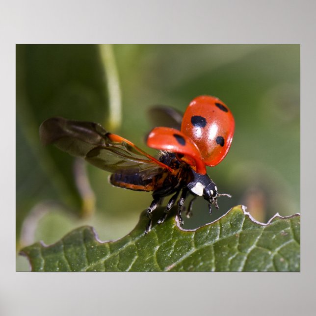 Poster Ladybug (Frente)
