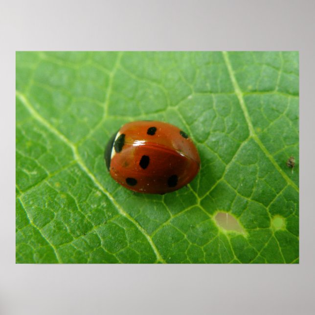 Poster Ladybug (Frente)