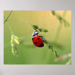 Pôster Ladybug