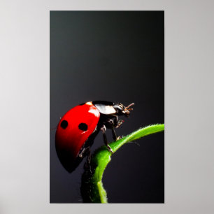 Pôster Ladybug