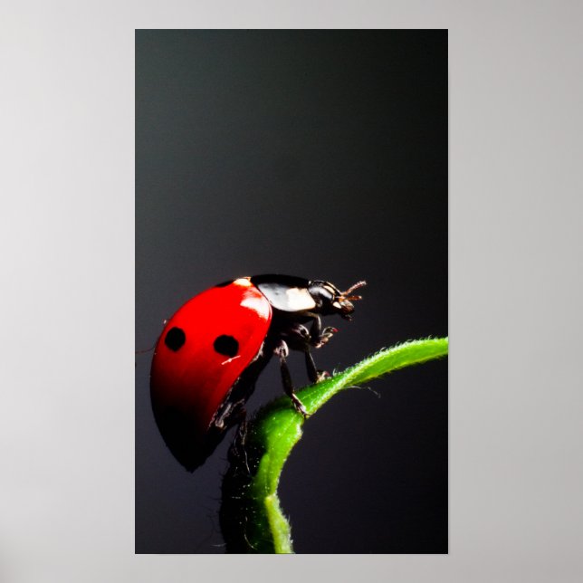 Pôster Ladybug (Frente)