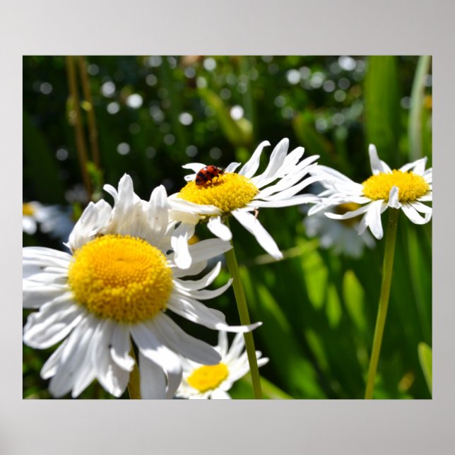 Pôster Ladybug e Daisies (Frente)