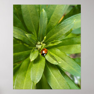 Poster Ladybug em Flores