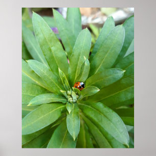 Poster Ladybug em Flores